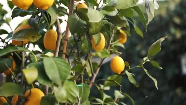 外 4 k、春の強い風で庭のレモンの木 — ストック動画