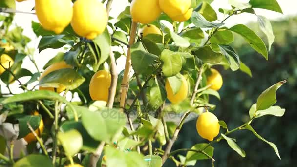 A lemon tree outside in the garden with a strong wind in the spring, 4K — Stock Video