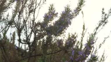 Arkadan aydınlatmalı biberiye çiçekler rüzgarla 4 k taşındı