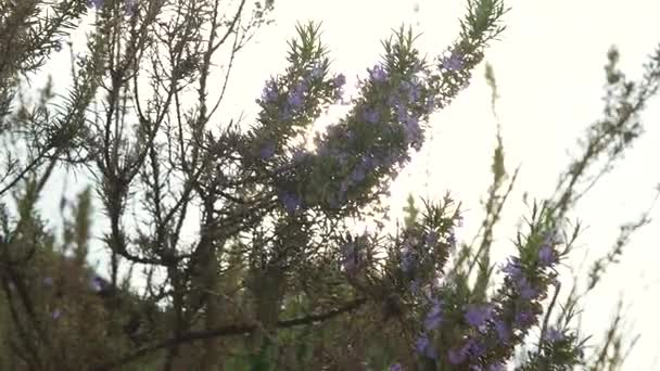 백라이트 로즈마리 꽃 바람, 4 k 이동 — 비디오