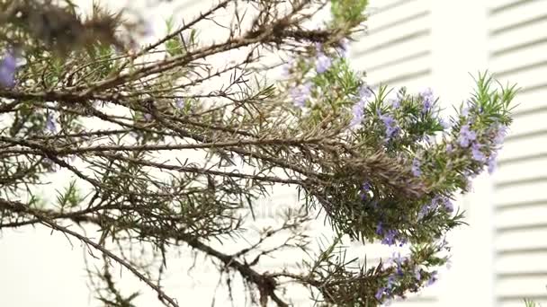 Flores de romero movidas por el viento, 4K — Vídeo de stock