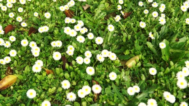 外地满雏菊在春天在意大利，4 k — 图库视频影像