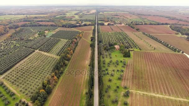 Tiro aéreo, un camino entre dos raws ciprés, en medio de campos cultivados en Toscana, Italia, tiro con dron — Vídeos de Stock