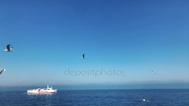 Средиземное море, Италия, 31.03. 2017 - Паромная лодка и много чаек, летающих над морем, 4K — стоковое видео