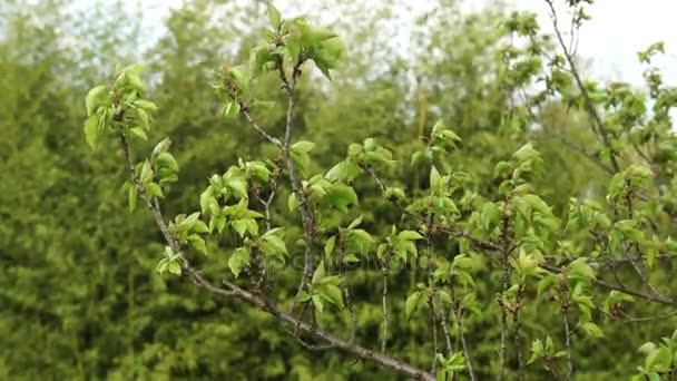 Una rama de un árbol movido por el viento en la primavera en Italia, 4K — Vídeo de stock