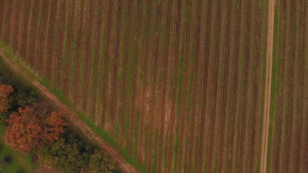 Aerial shot, huge vineyards with the autumn colors after the grape harvest in Tuscany, Italy, shot with drone — Stock Video