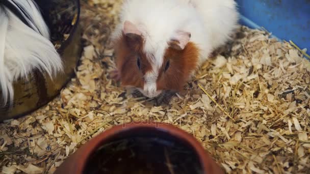 Adorable guinea pig eating its food, 4K — Stock Video