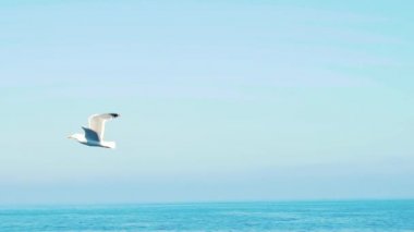 Ağır çekim Akdeniz üzerinde uçan bir yalnız martı