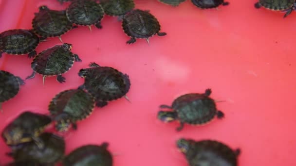 Bebê lagoa deslizante tartarugas na bacia, 4K — Vídeo de Stock