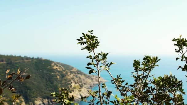 Vegetación mediterránea junto al mar en Isla Elba, Italia, HD — Vídeo de stock