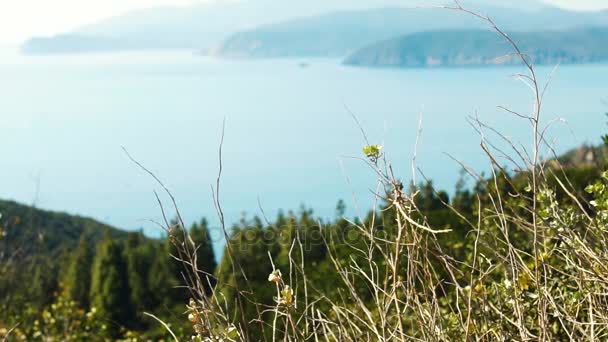 Středomořská vegetace u moře v Elba island, Itálie, Hd — Stock video