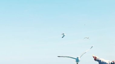 Uçan martılar, Hd besleme kişinin ağır çekim