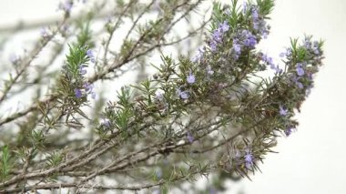 Biberiye çiçekler rüzgarla 4 k taşındı