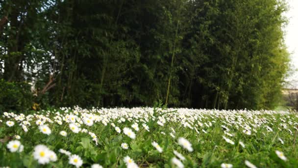 Een veld vol met madeliefjes in het voorjaar in Italië, 4k — Stockvideo