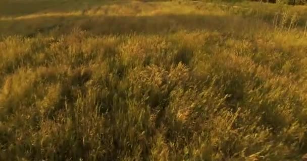 Letecký záběr, vysoké trávě v zlaté slunce světlo v poli, 4k — Stock video