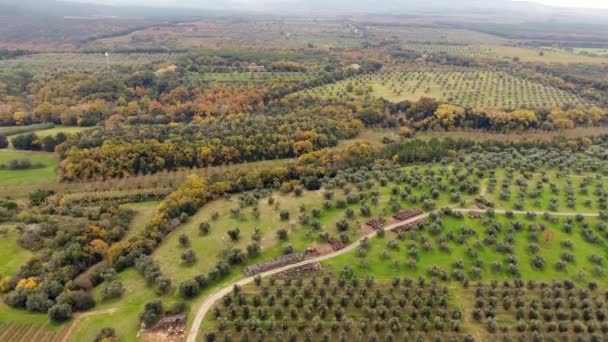 무인 항공기와 재배 필드와 토스카나, 이탈리아에 있는 올리브 나무의 많은 공중 탄, 농촌 풍경 촬영 — 비디오