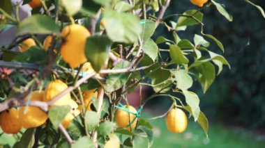 İlkbaharda, 4k güçlü bir rüzgar ile bahçede dışında bir limon ağacı