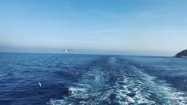 Muitas gaivotas voando acima do mar, 4K — Vídeo de Stock