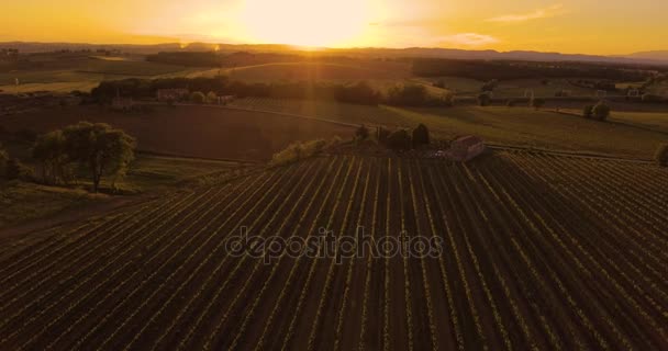 Luchtfoto beeldmateriaal, prachtige wijngaarden op zonsondergang in Toscane, Italië, 4k — Stockvideo