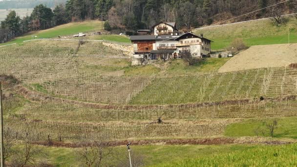 Виноградники весной в Италии, 4K — стоковое видео