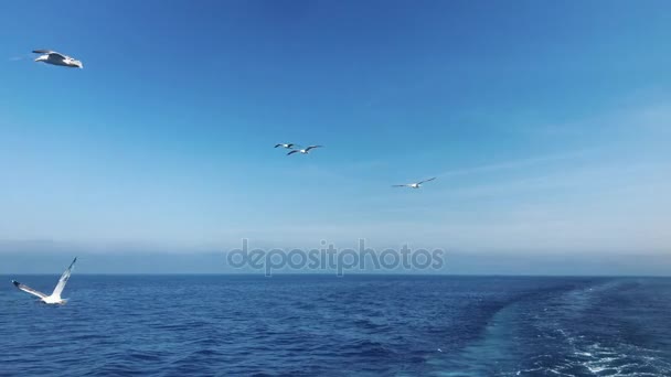 Muitas gaivotas voando acima do mar, 4K — Vídeo de Stock