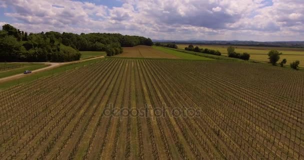 Légifelvételek, raws zöld szőlő Toszkánában, Olaszországban, 4k — Stock videók