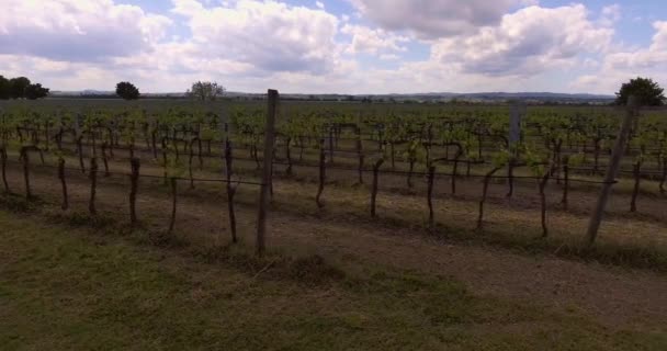 Luchtfoto beeldmateriaal, raws van groene wijngaarden in Toscane, Italië, 4k — Stockvideo