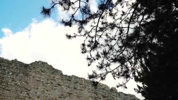 Rami di pino retroilluminato, un muro antico e il cielo, 4K — Video Stock