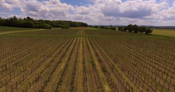 Havadan görüntüleri, Toskana, İtalya, 4k Yeşil üzüm bağları raws — Stok video
