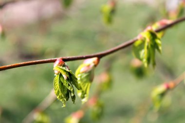 böbrek, bud, bahar, bahar, makro, yumuşak odak