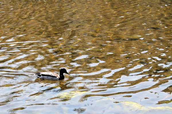 Vögel und Tiere in freier Wildbahn. Entenschwimmen im bunten grünen Wasser des Flusses oder Teiches an einem sonnigen Sommertag. — Stockfoto