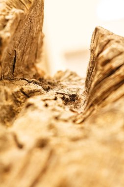 kesit yıllık Yüzükler ağacının