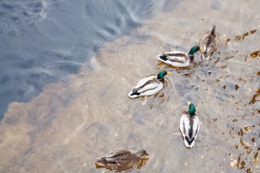 Avrasya Wigeon Anas penelope grup bir gölde buz bir delik, dinlenme