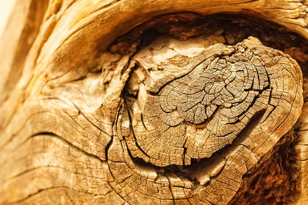 Εγκάρσια τομή του δέντρου, ετήσιους δακτυλίους — Φωτογραφία Αρχείου
