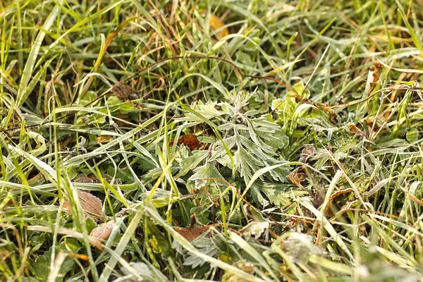 Gras. Vers bevroren gras met dauw druppels close-up. Vorst op het gras. Sun. Soft Focus. Abstracte aard Fonds. — Stockfoto