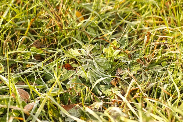 Gras. Vers bevroren gras met dauw druppels close-up. Vorst op het gras. Sun. Soft Focus. Abstracte aard Fonds. — Stockfoto