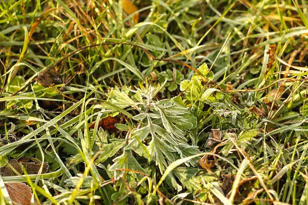Gras. Vers bevroren gras met dauw druppels close-up. Vorst op het gras. Sun. Soft Focus. Abstracte aard Fonds. — Stockfoto