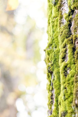 Yumuşak odak görüntü kabuğu ve ışık yosun.