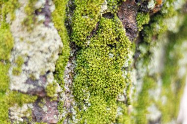 Yumuşak odak görüntü kabuğu ve ışık yosun.