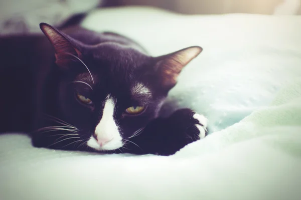 Female mask cat lying in bed notting her head fall asleep — Stock Photo, Image