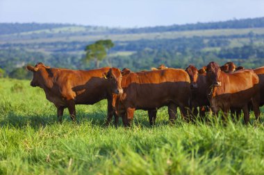 herd of Bonsmara cows with their calves clipart