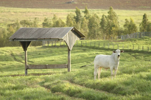 Nellore Stut Betar Fältet Vid Solnedgången Mato Grosso Sul Brasilien — Stockfoto