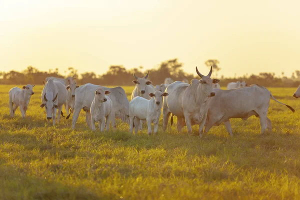 Nellore Boskap Betar Fält Vid Solnedgången Mato Grosso Sul Brasilien — Stockfoto