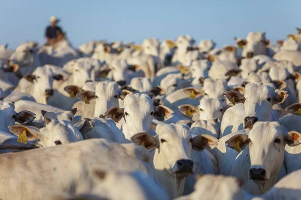 Grande Rebanho Gado Nelore Fazenda Vacas Bois — Fotografia de Stock