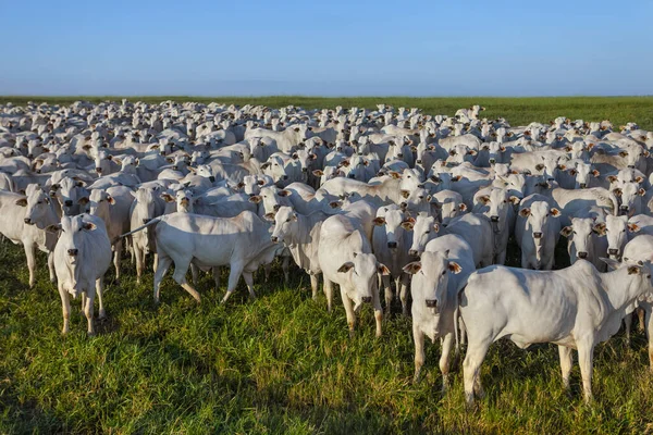 Μεγάλο Κοπάδι Βοοειδών Nellore Στο Αγρόκτημα Αγελάδες Και Βόδια — Φωτογραφία Αρχείου