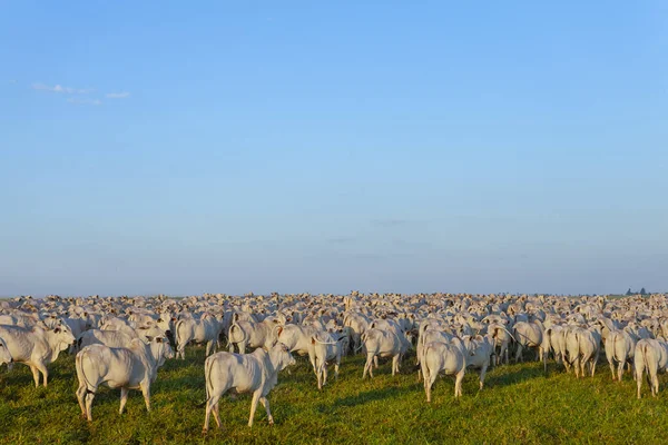 Grande Rebanho Gado Nelore Fazenda Vacas Bois — Fotografia de Stock