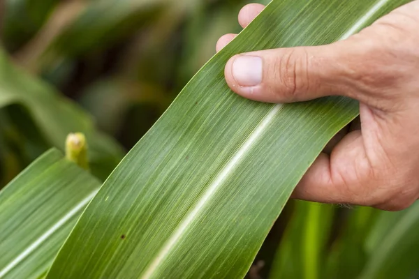 Mani Che Toccano Una Foglia Sorgo Messa Fuoco Stretta — Foto Stock