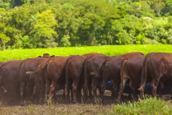 Bottom Bonsmara Breed Cattle Feeding — Stock Photo, Image