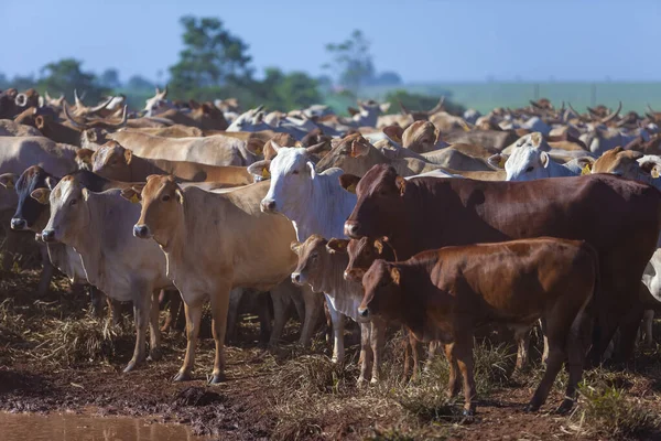 Herde Von Nellore Kühen Mit Ihren Bonsmara Besamungskälbern — Stockfoto