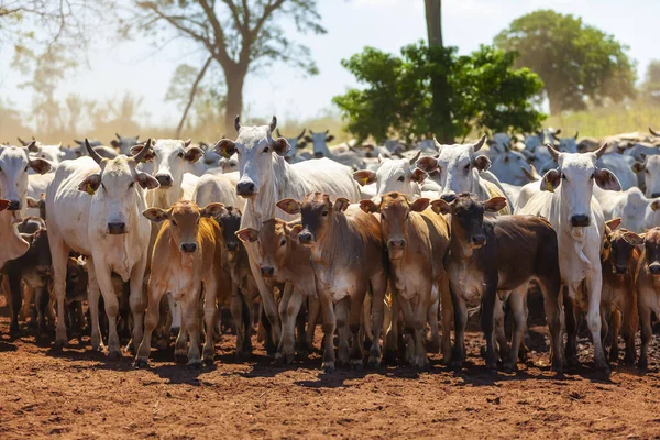 Manada Vacas Nelore Com Seus Vitelos Inseminação Bonsmara — Fotografia de Stock